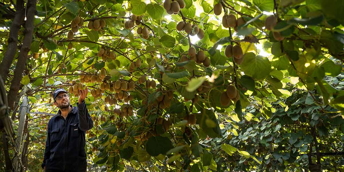 Jingold, i kiwi dell'emisfero sud ai nastri di partenza